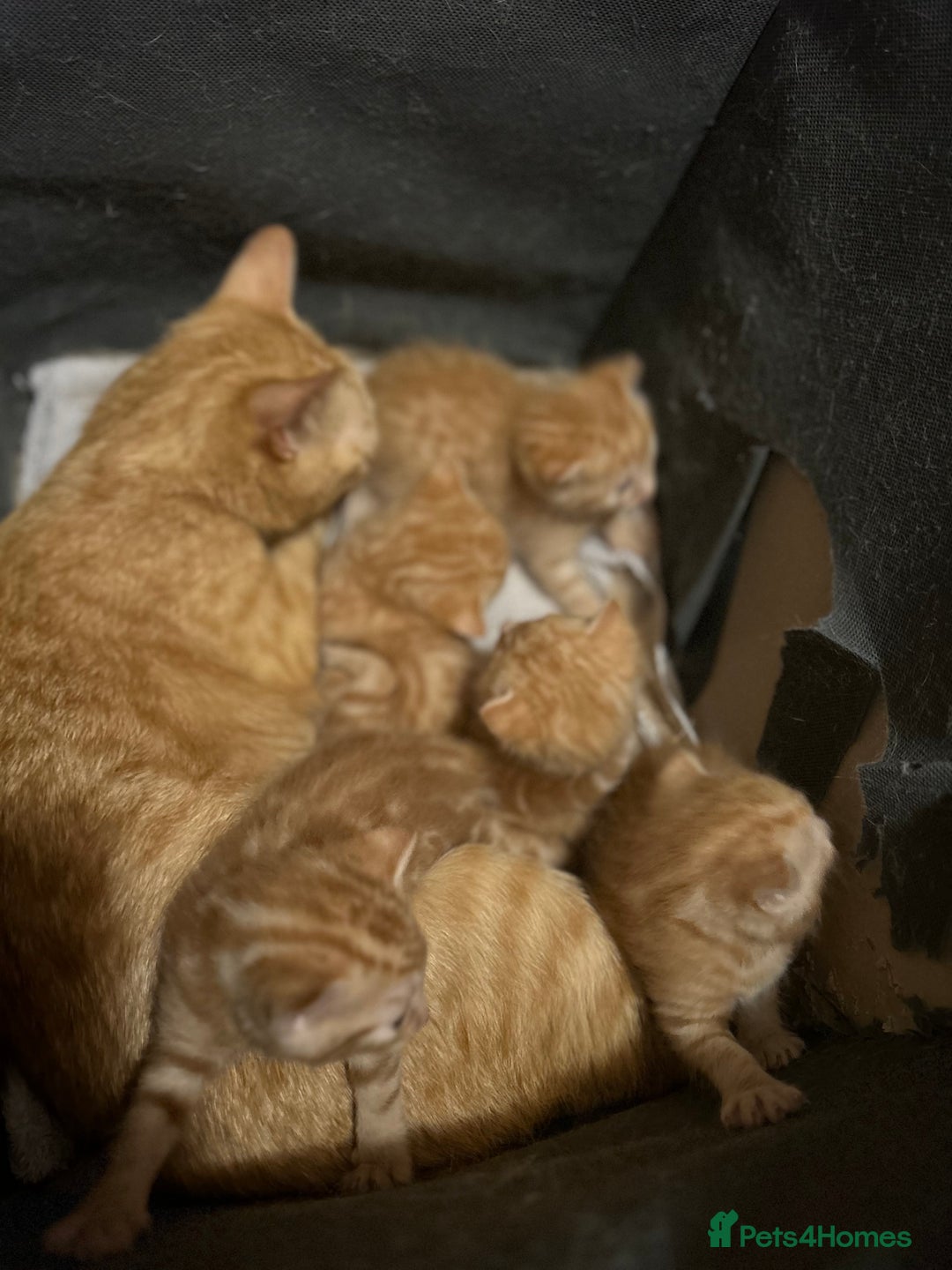 Domestic Shorthair cats for sale: Ginger kittens - Image 8