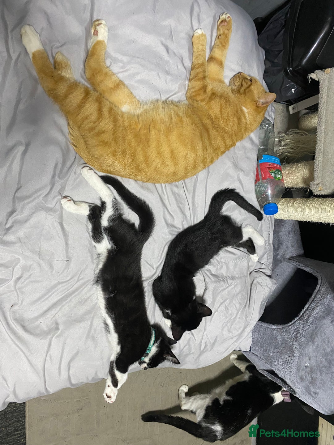 Mixed Breed cats for sale: Gorgeous boy for rehoming🐱 READ DESCRIPTION!!  - Image 6