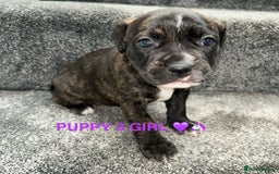 Staffordshire Bull Terrier dogs for sale: 4 staffy pups  - Image 9