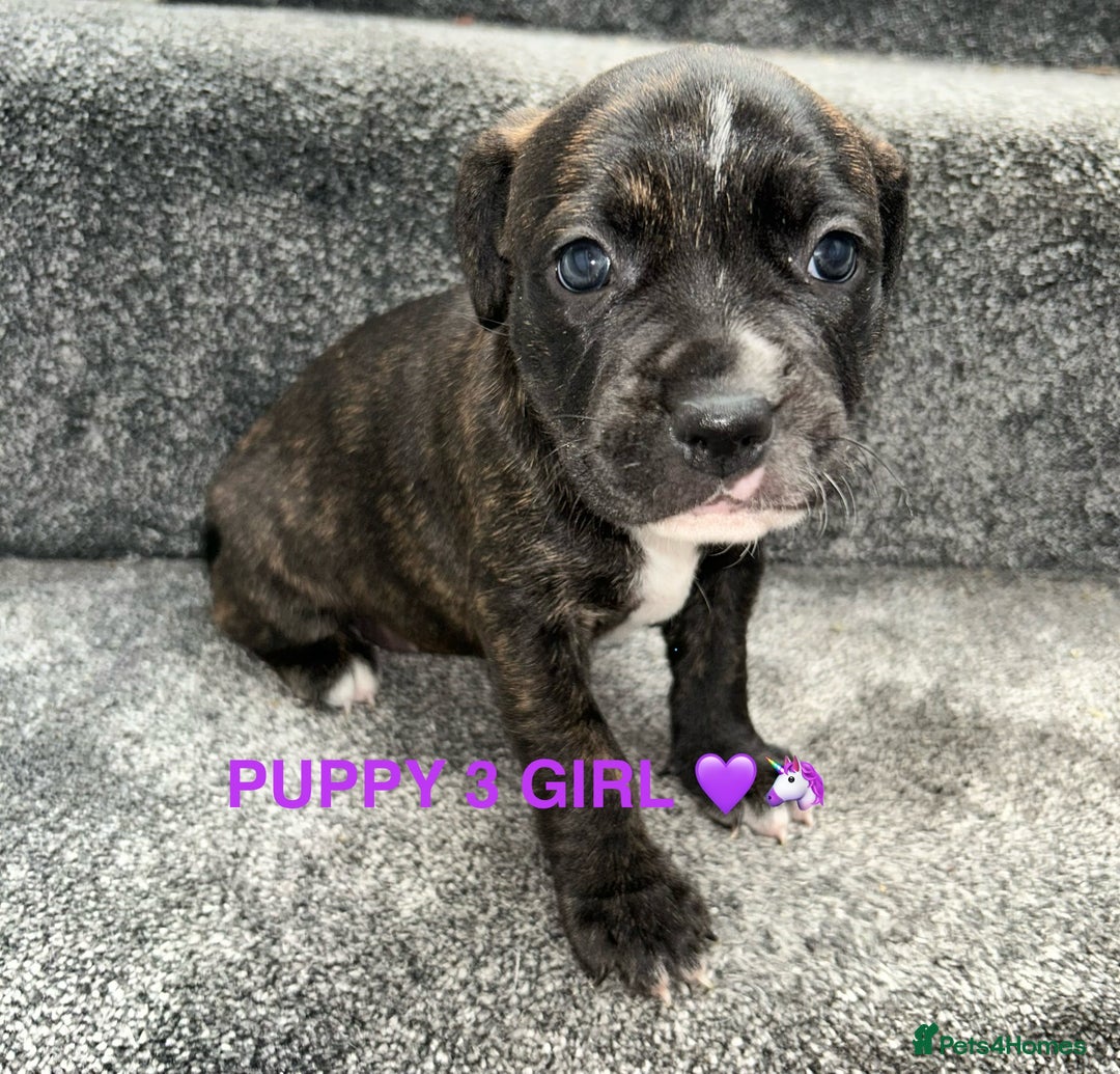Staffordshire Bull Terrier dogs for sale: 4 staffy pups  - Image 9