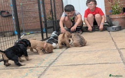 Cocker Spaniel dogs for sale: Show cockers - Image 22