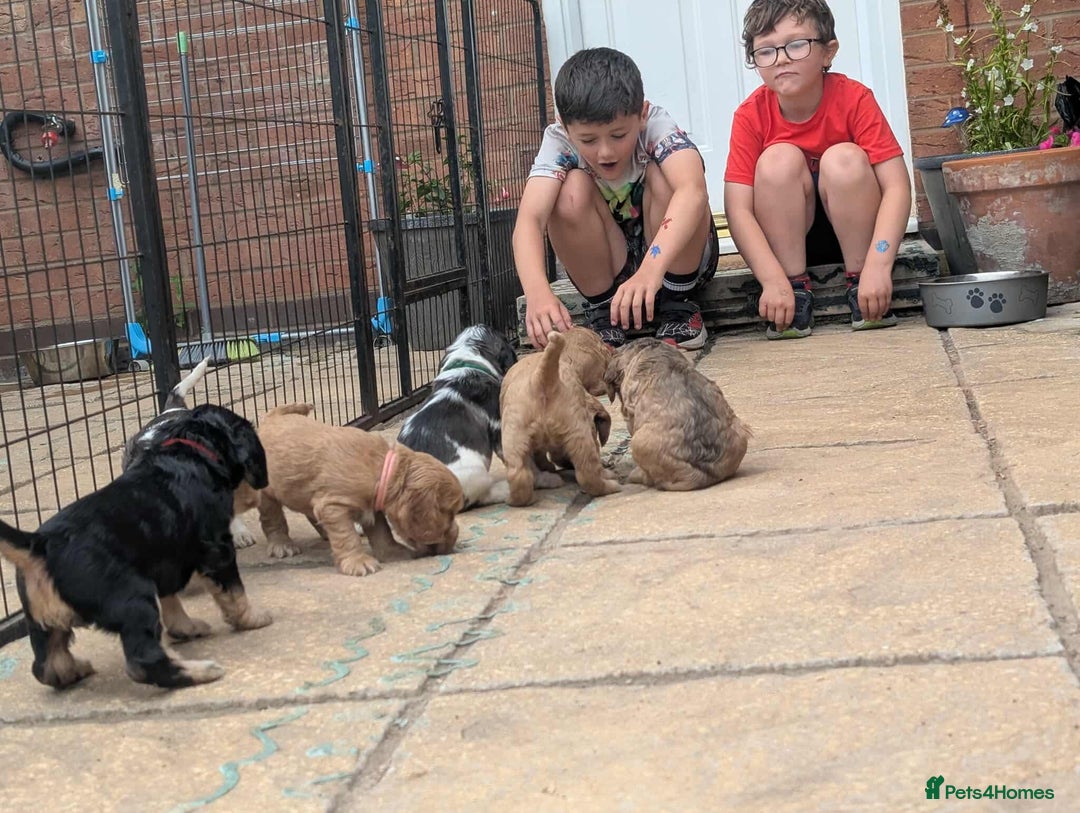 Cocker Spaniel dogs for sale: Show cockers - Image 22