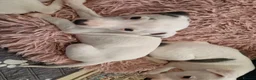 Whippet dogs for sale: Heart and DNA tested Blue Parti Whippet Puppies. - Advert 20