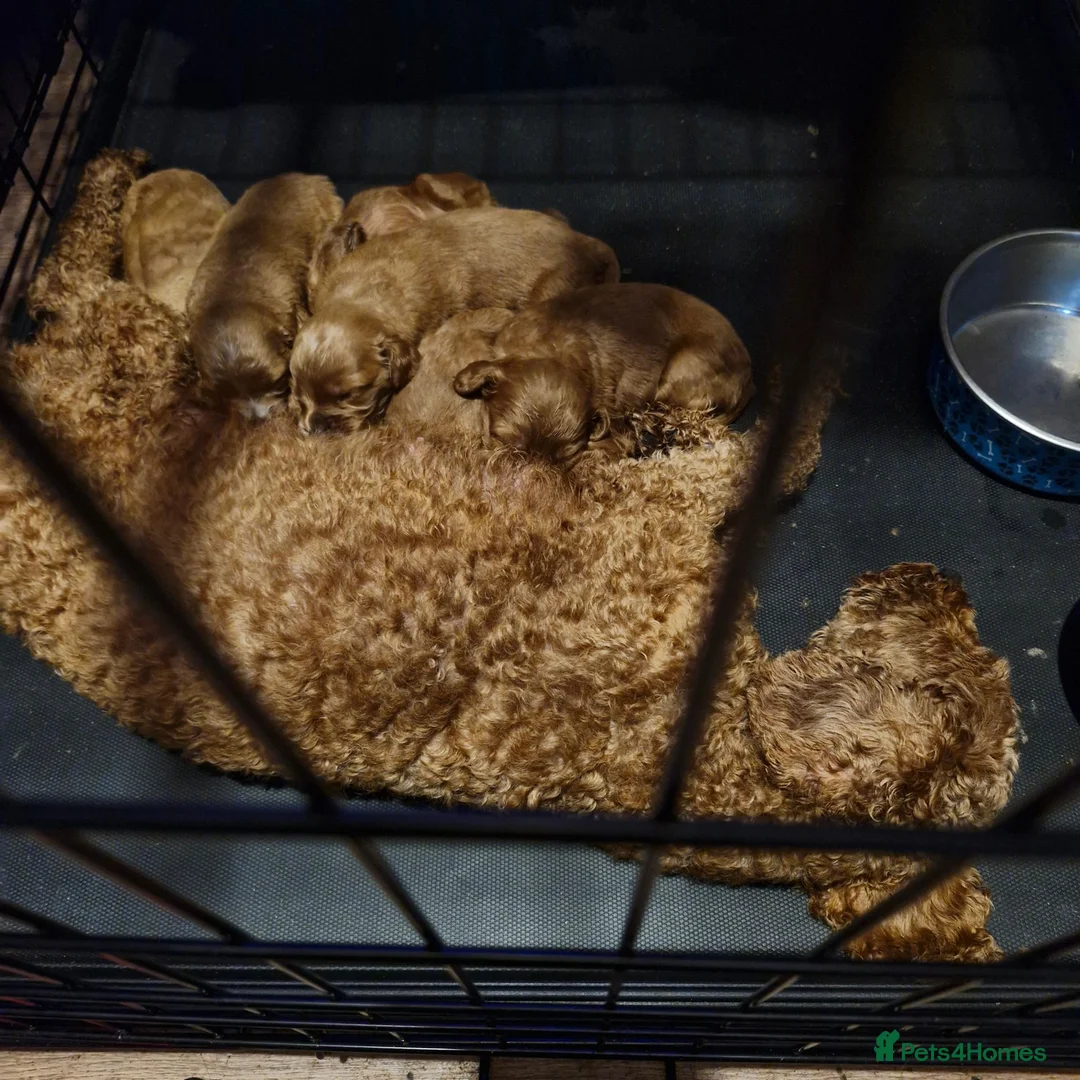 Cavapoo dogs for sale: Cavapoo puppies  - Advert 2