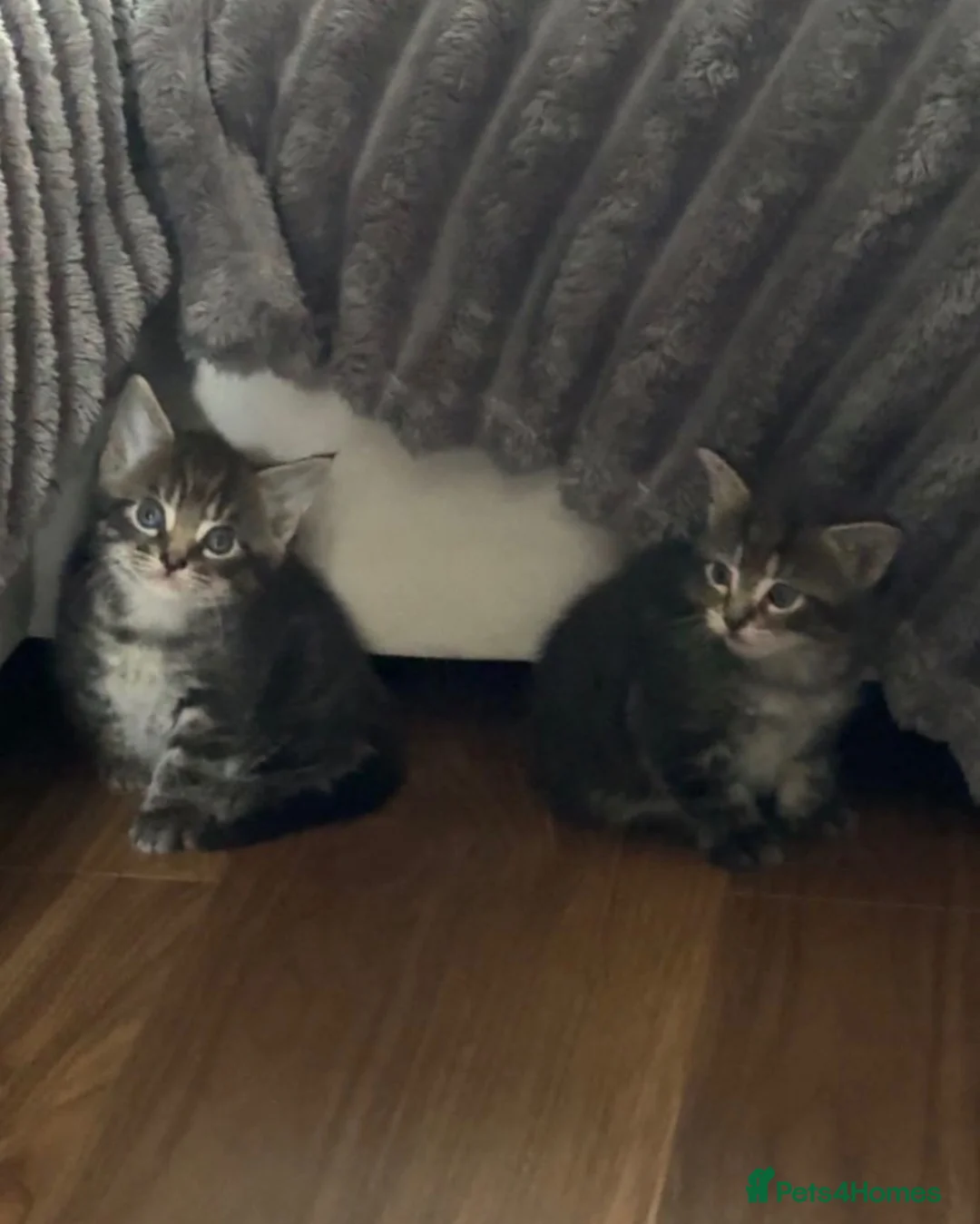 Mixed Breed cats for sale: Mixed cats  in Oldham - Advert 1