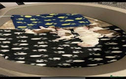 Shih Tzu dogs for sale: Five Adorable Puppies Looking for Loving Families - Image 9