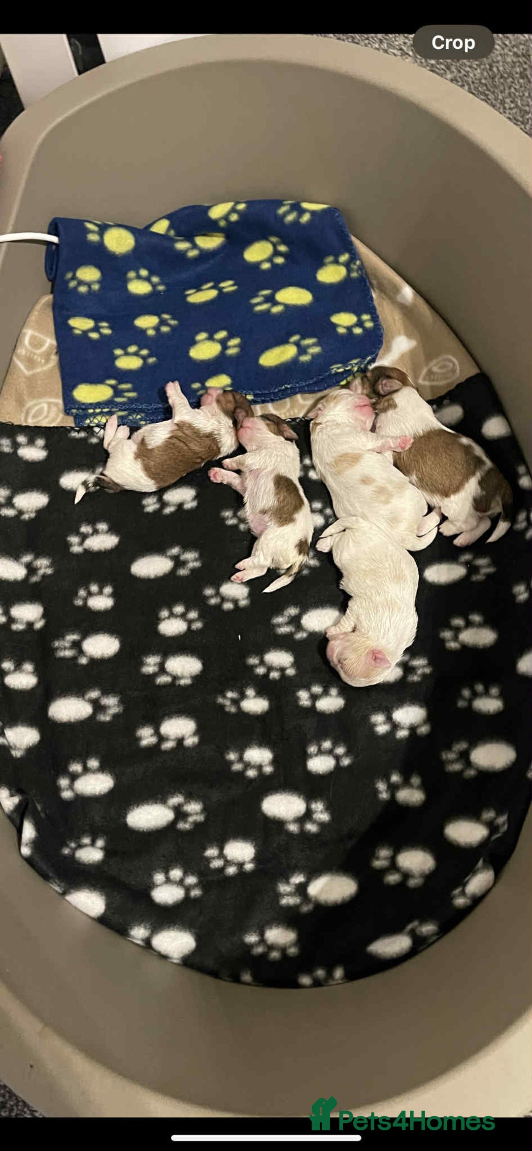 Shih Tzu dogs for sale: Five Adorable Puppies Looking for Loving Families - Image 9