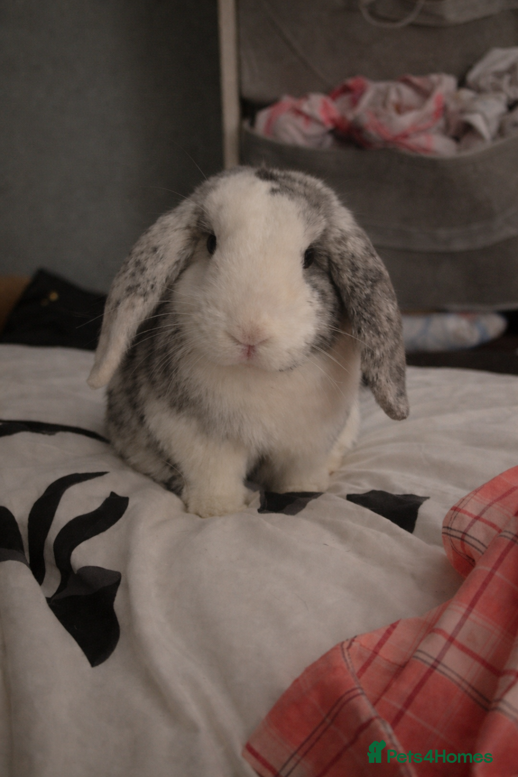 English Lop rabbits Cute Playful Baby bunny  - Advert 2