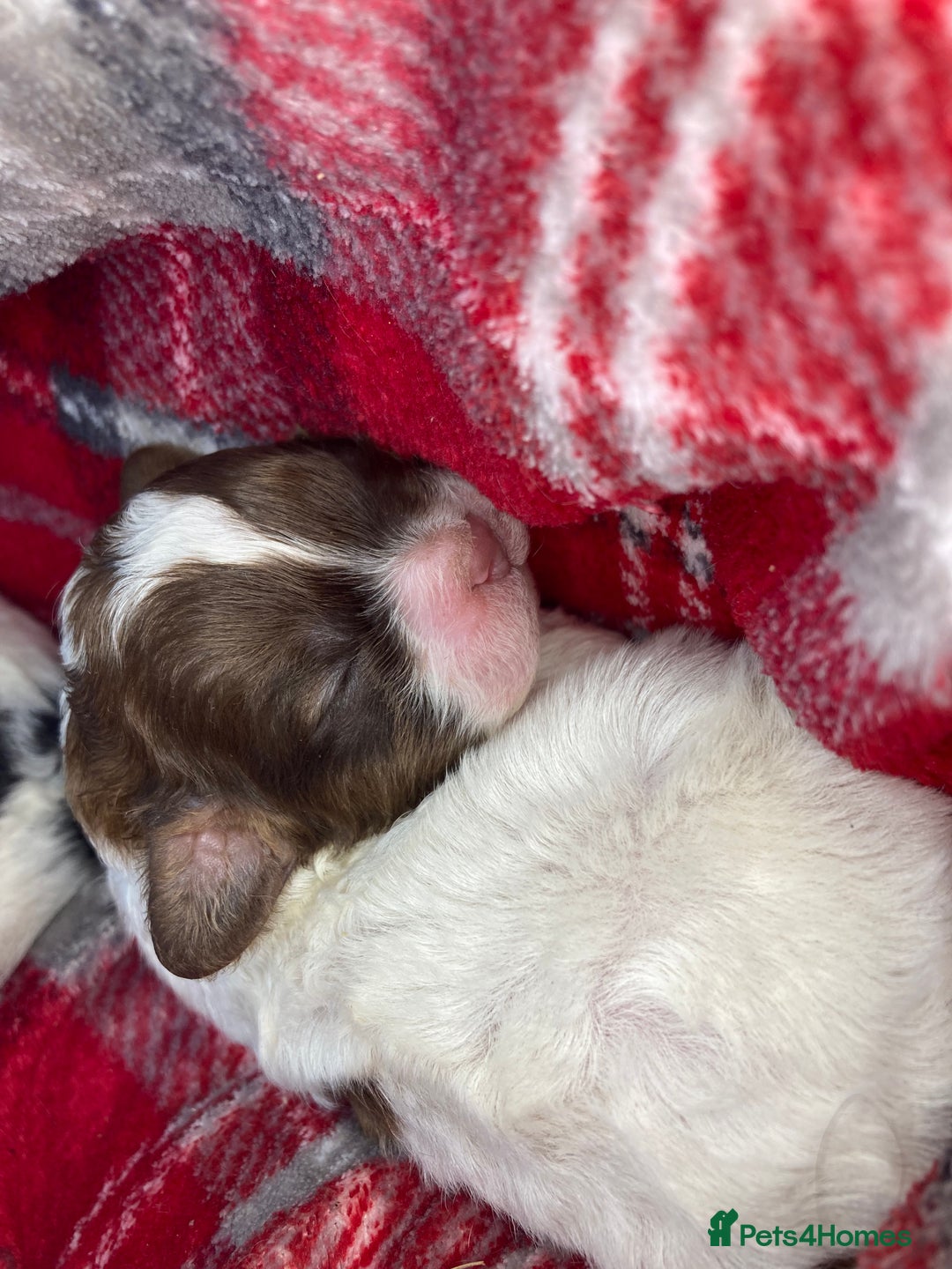 Shihpoo dogs for sale: 5 star rated Toy shihpoo puppies - Image 10