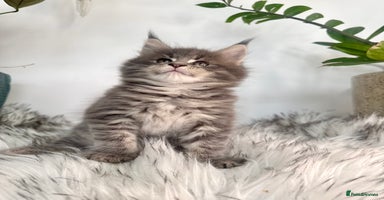 Maine Coon cats - Advert 1