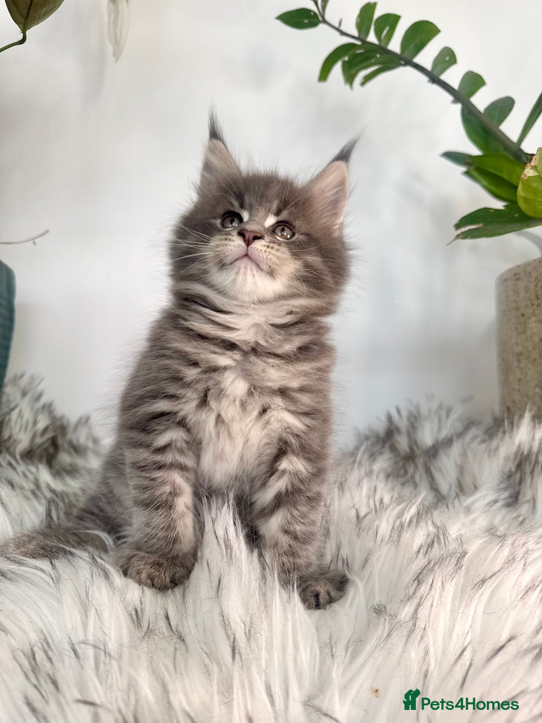 Maine Coon cats for sale: Champions - Bloodline Purebred Maine Coon Kittens  - Image 6