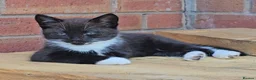 Mixed Breed cats for sale: Male kittens - Advert 10