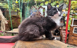 Maine Coon cats for sale: BLACK AND WHITE Maine Coons  - Image 5