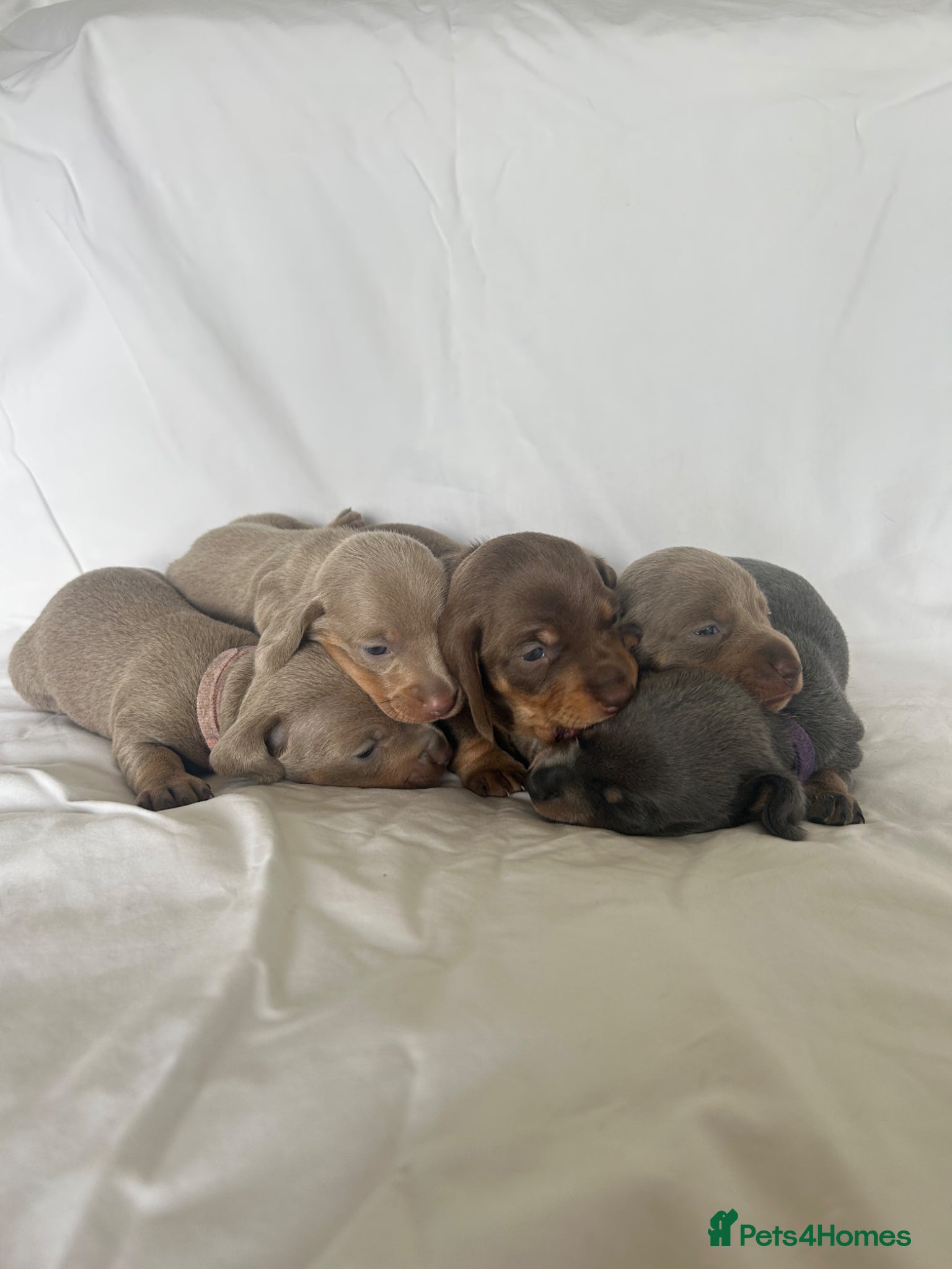 Miniature Dachshund dogs MINITURE DACHSHUND PUPPIES | DEVON - Advert 12