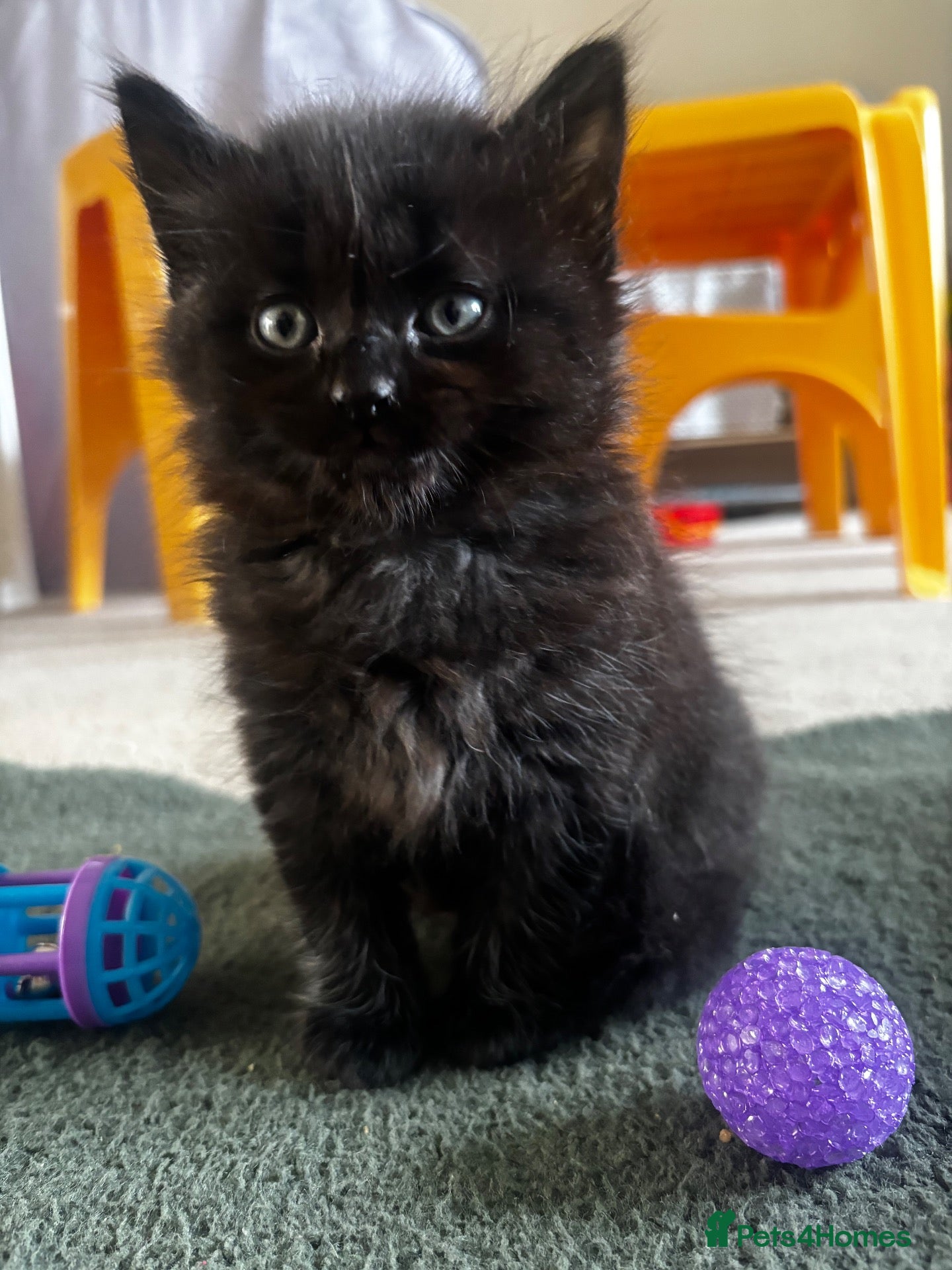 Mixed Breed cats Fluffy black boy left! - Advert 10
