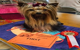 Yorkshire Terrier dogs for sale: Last female Yorkshire Terrier puppy left - Image 20