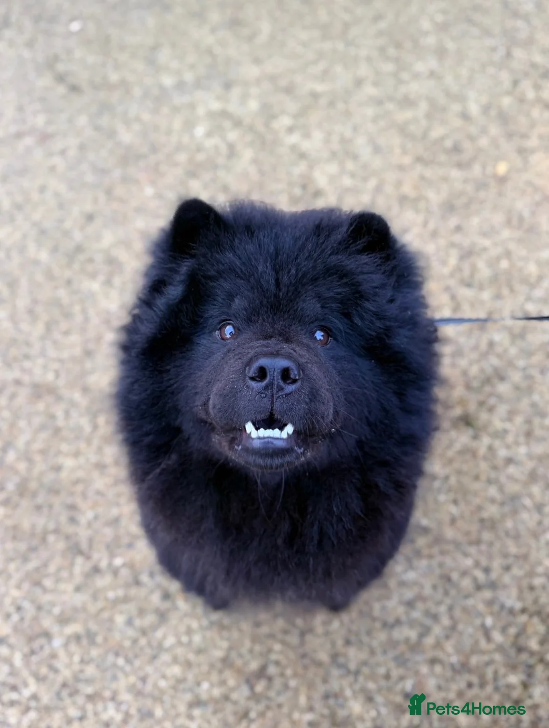 Chow Chow dogs for sale: Willow the chow chow - Advert 1