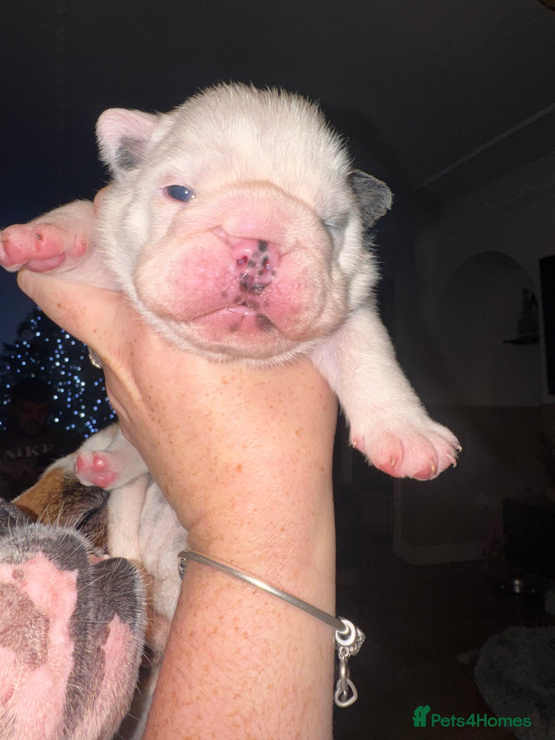 English Bulldog dogs for sale: Stunning English bulldog puppies  - Advert 16