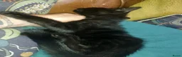 Mixed Breed cats for sale: Gingal Tuxedo black female left - Advert 9