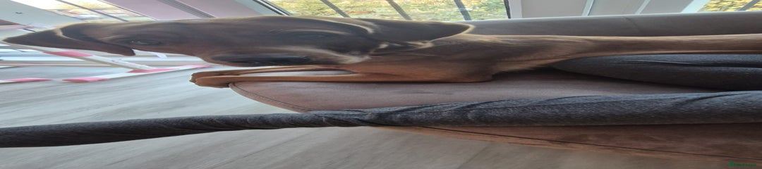 Labrador Retriever Puppy 1