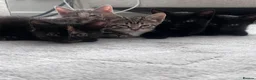 Domestic Shorthair cats for sale: Kittens ready to leave for their new homes  - Advert 4