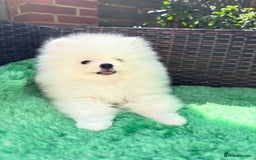 Pomeranian dogs for sale: ONLY 1 TEDDY BEAR BOY LEFT! 🧸💙 - Image 4