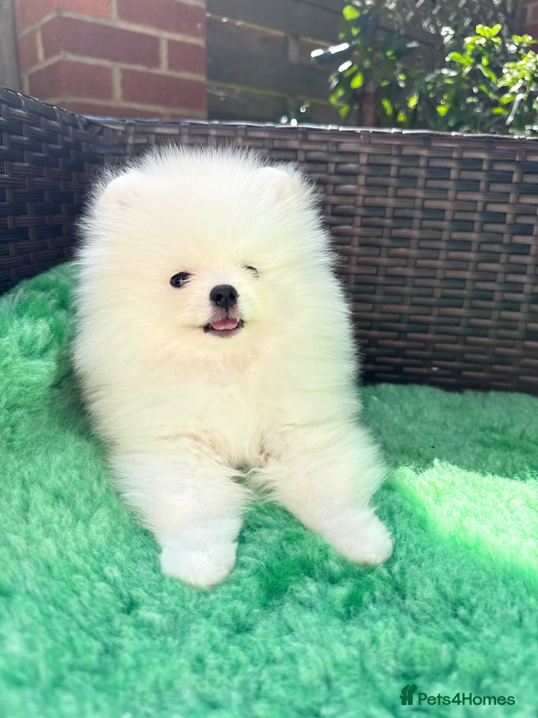 Pomeranian dogs for sale: ONLY 1 TEDDY BEAR BOY LEFT! 🧸💙 - Image 4