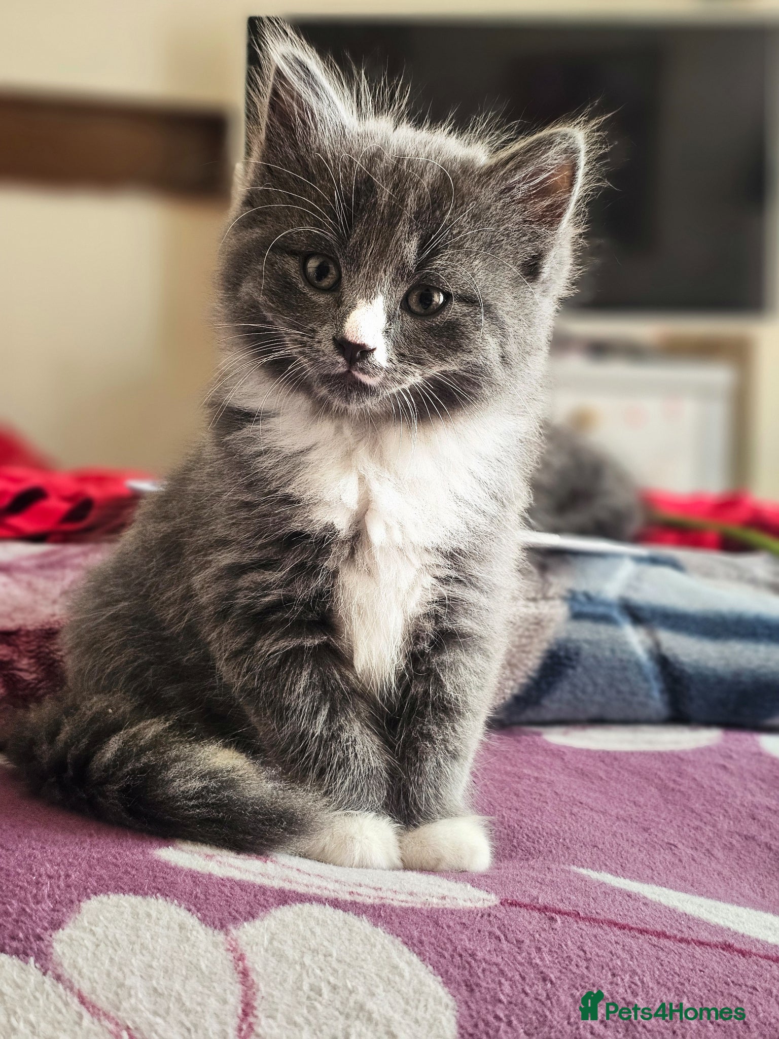 British Shorthair cats British shorthair  - Advert 1