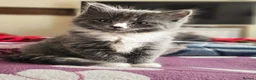 British Shorthair cats for sale: British shorthair  - Advert 1