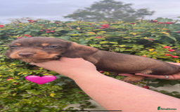 Mixed Breed dogs for sale: Beautiful Docker puppies - Image 4