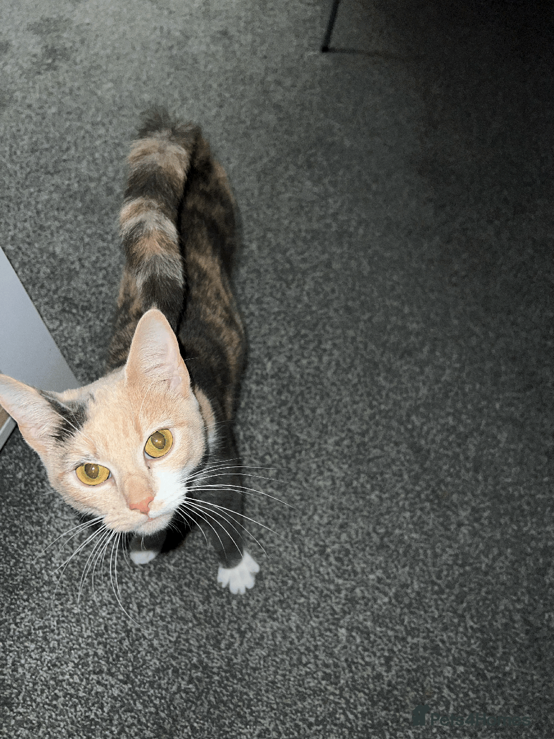 Domestic Shorthair cats for sale: Adorable Kittens Looking for Their Forever Homes - Advert 2