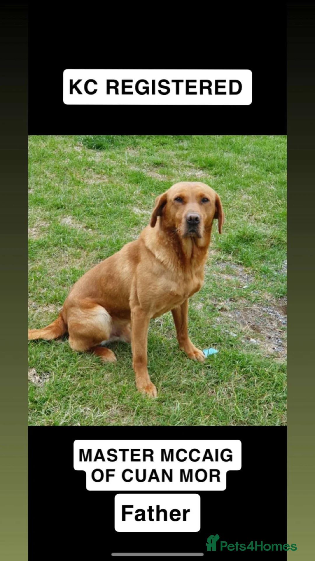 Labrador Retriever dogs for sale: Labrador pups for sale  - Advert 2