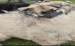 German Shepherd dogs for sale: Beautiful long coated  in Coalville - Image 25