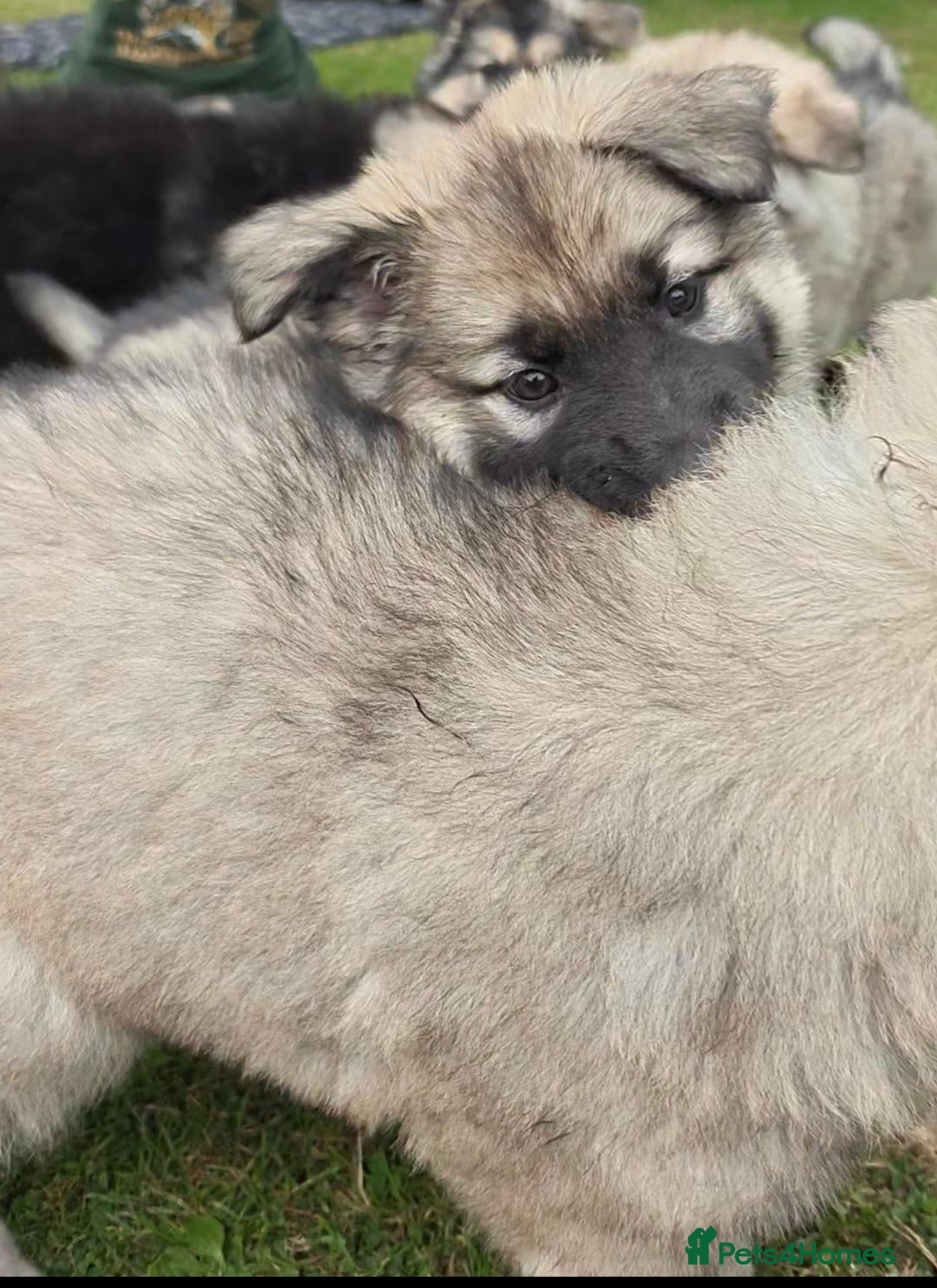 German Shepherd dogs for sale: Beautiful long coated  in Coalville - Image 25