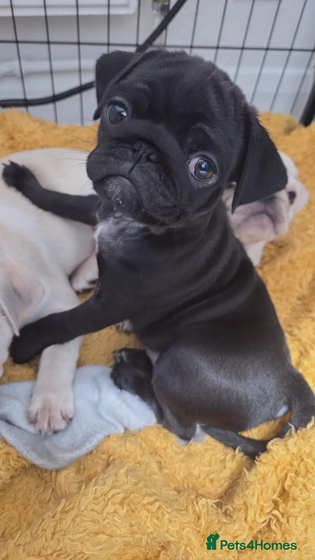 Pug dogs for sale: Last pure pug girl ready to leave  - Advert 1