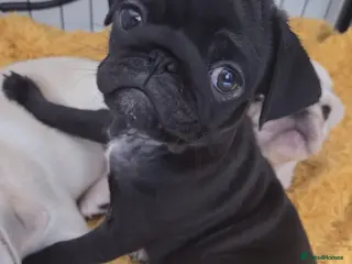 Pug dogs Last pure pug girl ready to leave - Advert 1