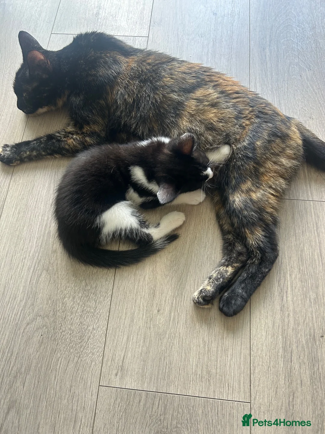 Mixed Breed cats for sale: GORGEOUS KITTENS  - Advert 1
