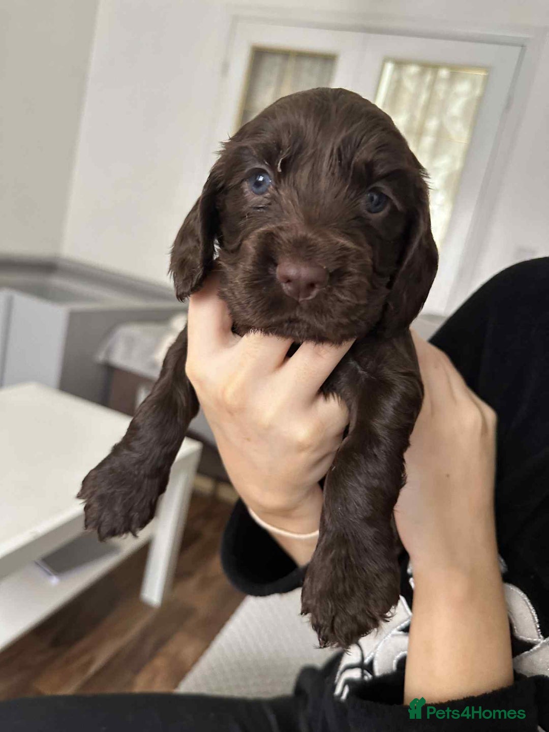 Cocker Spaniel dogs for sale: Cocker spaniel puppy  - Image 3