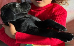 Labrador Retriever dogs for sale: Pinky Nose/olive eyes Very Unique Yellow puppy  - Image 23