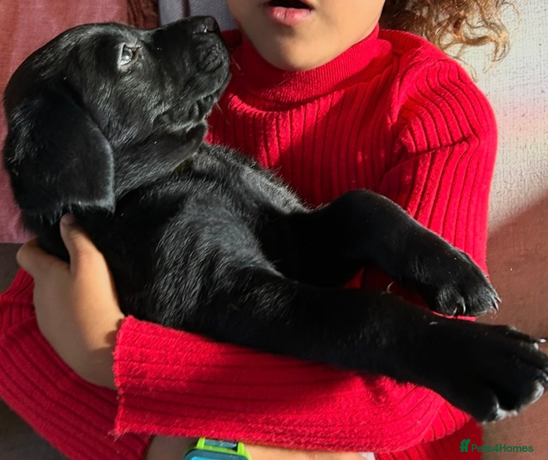 Labrador Retriever dogs for sale: Pinky Nose/olive eyes Very Unique Yellow puppy  - Image 23