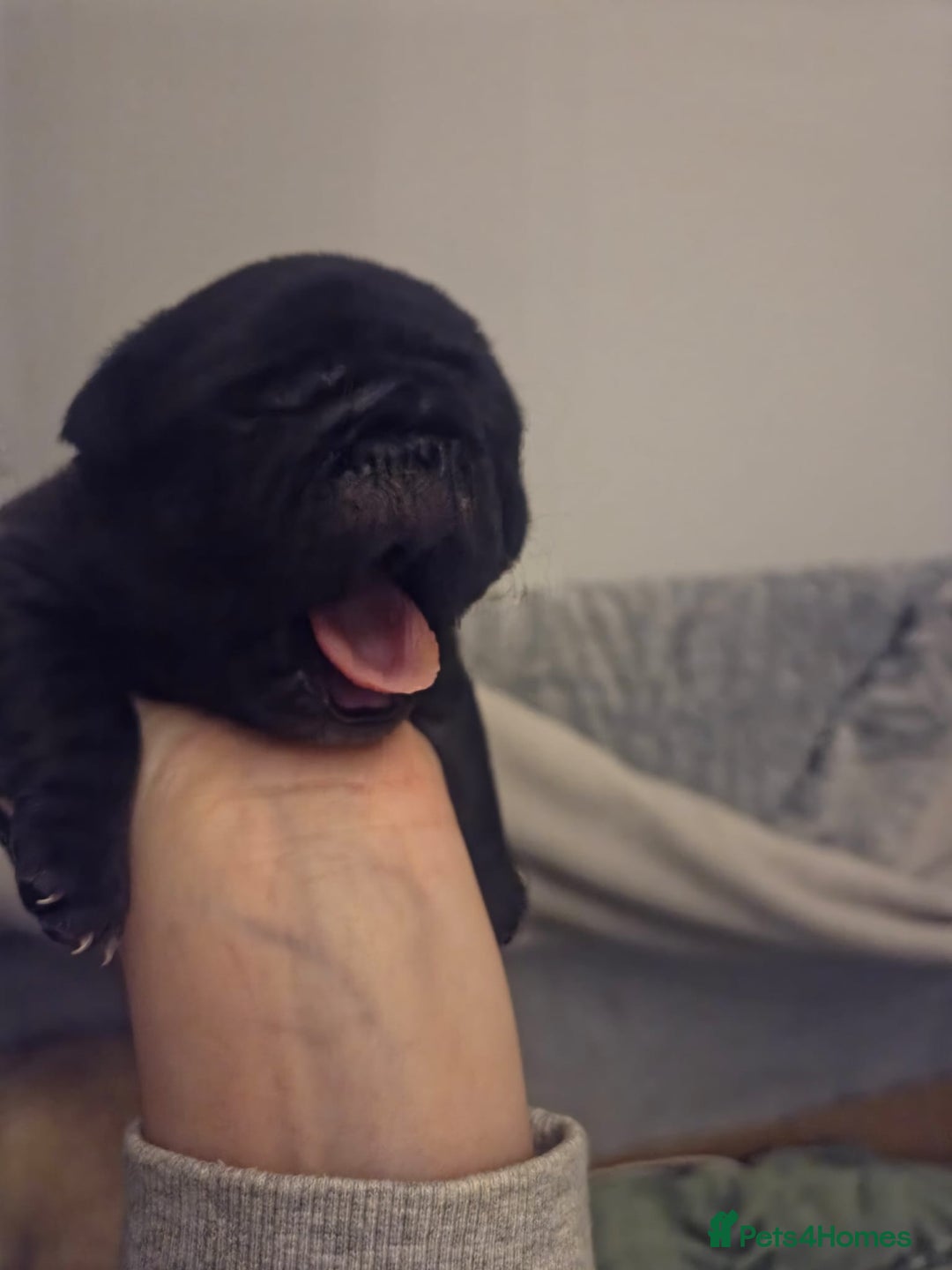 Pug dogs for sale: Pug Puppies - Image 15