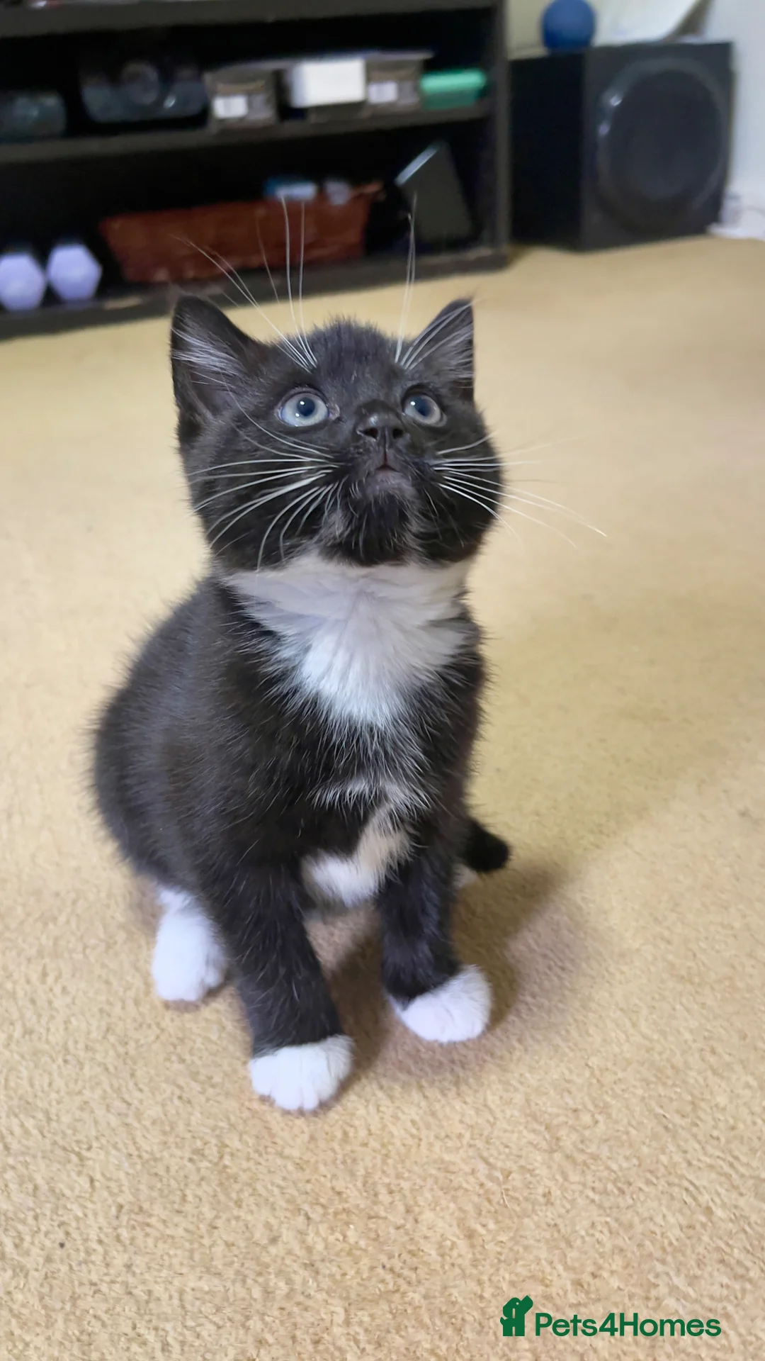 Mixed Breed cats for sale: Adorable girl kitty for sale - Advert 2