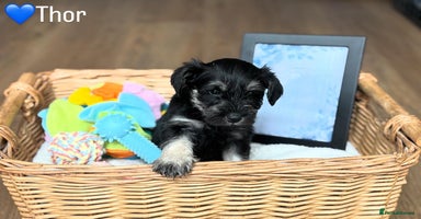 Miniature Schnauzer dogs - Advert 8