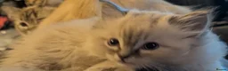 Ragdoll cats for sale: Ragdoll kittens 2 boys left - Advert 3