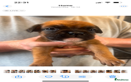 Boxer dogs for sale: Gorgeous litter of tailed and bob tailed boxers  - Image 12