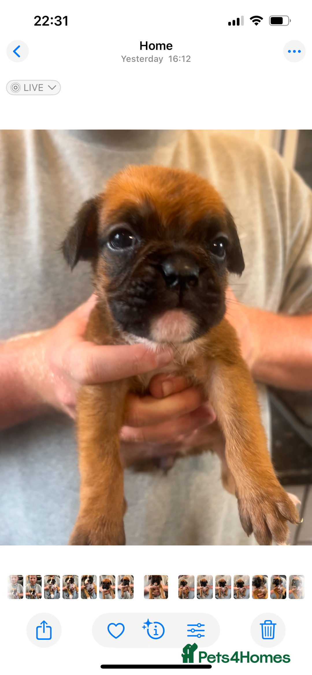 Boxer dogs for sale: Gorgeous litter of tailed and bob tailed boxers  - Image 12