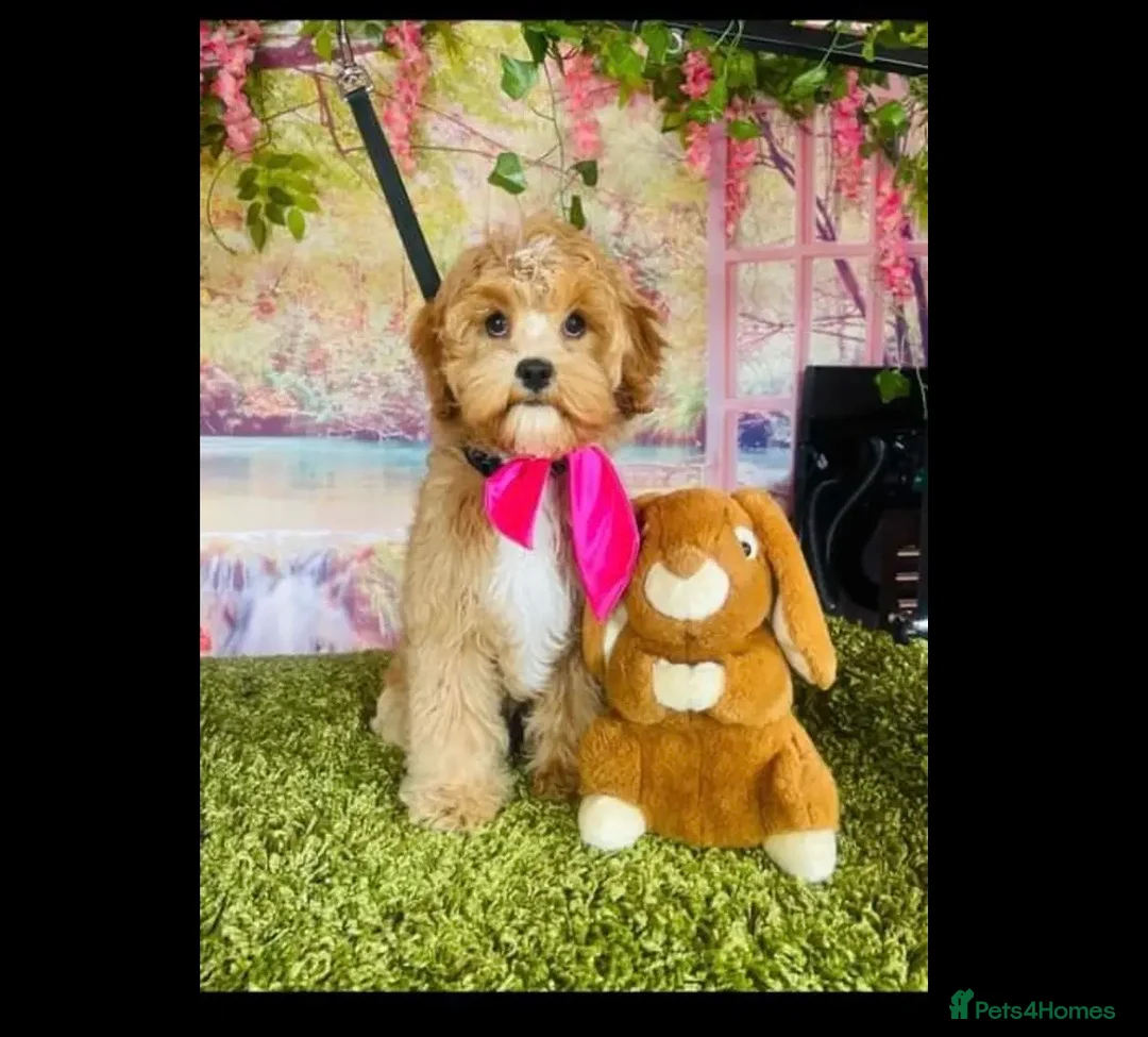 Cavapoo dogs for sale: Beautiful F2 Cavapoo Puppies For Sale 🐶 - Advert 2