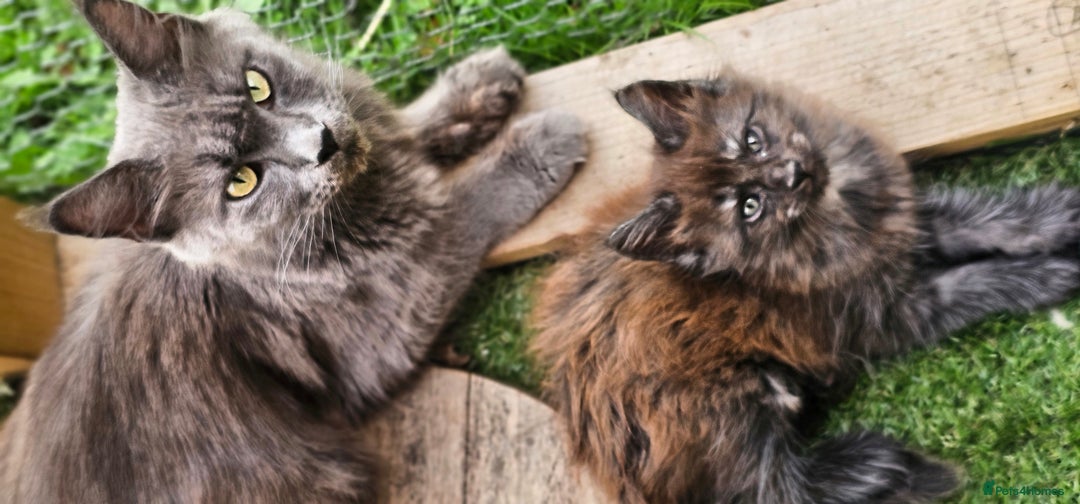 Maine Coon cats for sale: Prue breed mainecoon kittens - Image 7
