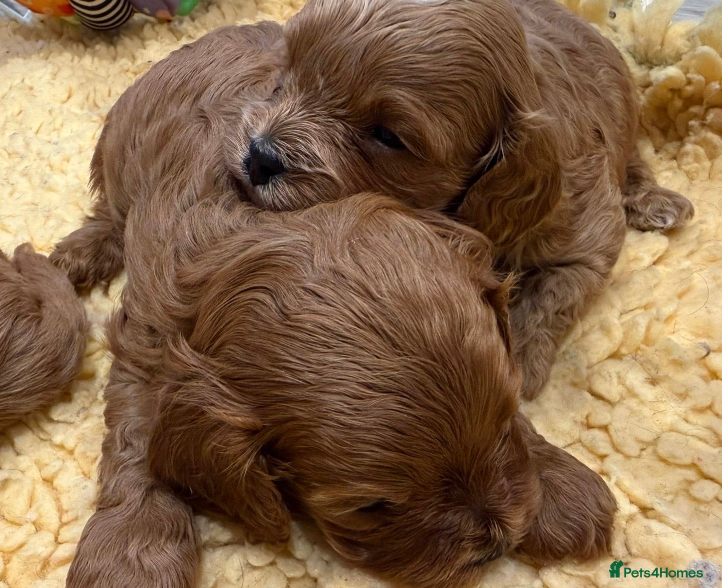 Cavapoo dogs F1 cavapoo  1 boy 1 girl available  - Advert 5