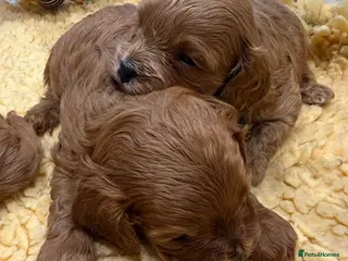 Cavapoo dogs F1 cavapoo 1 boy 1 girl available - Advert 5
